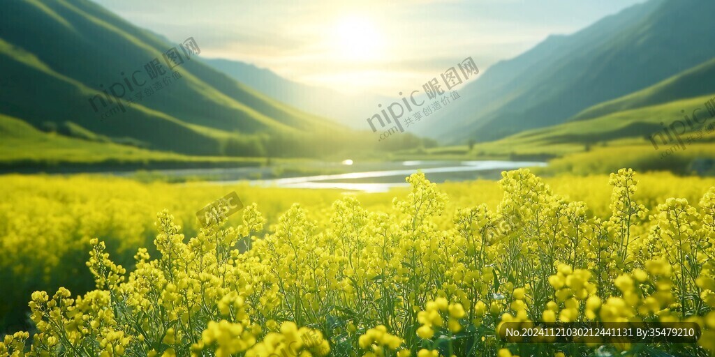 高清油菜花全景