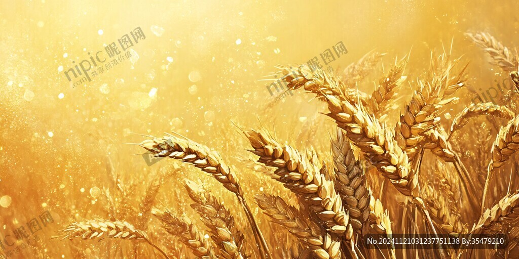 丰收小麦农业背景