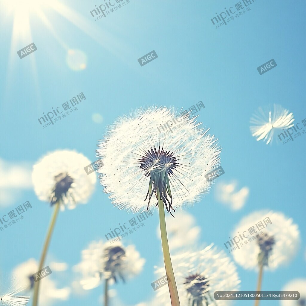蒲英