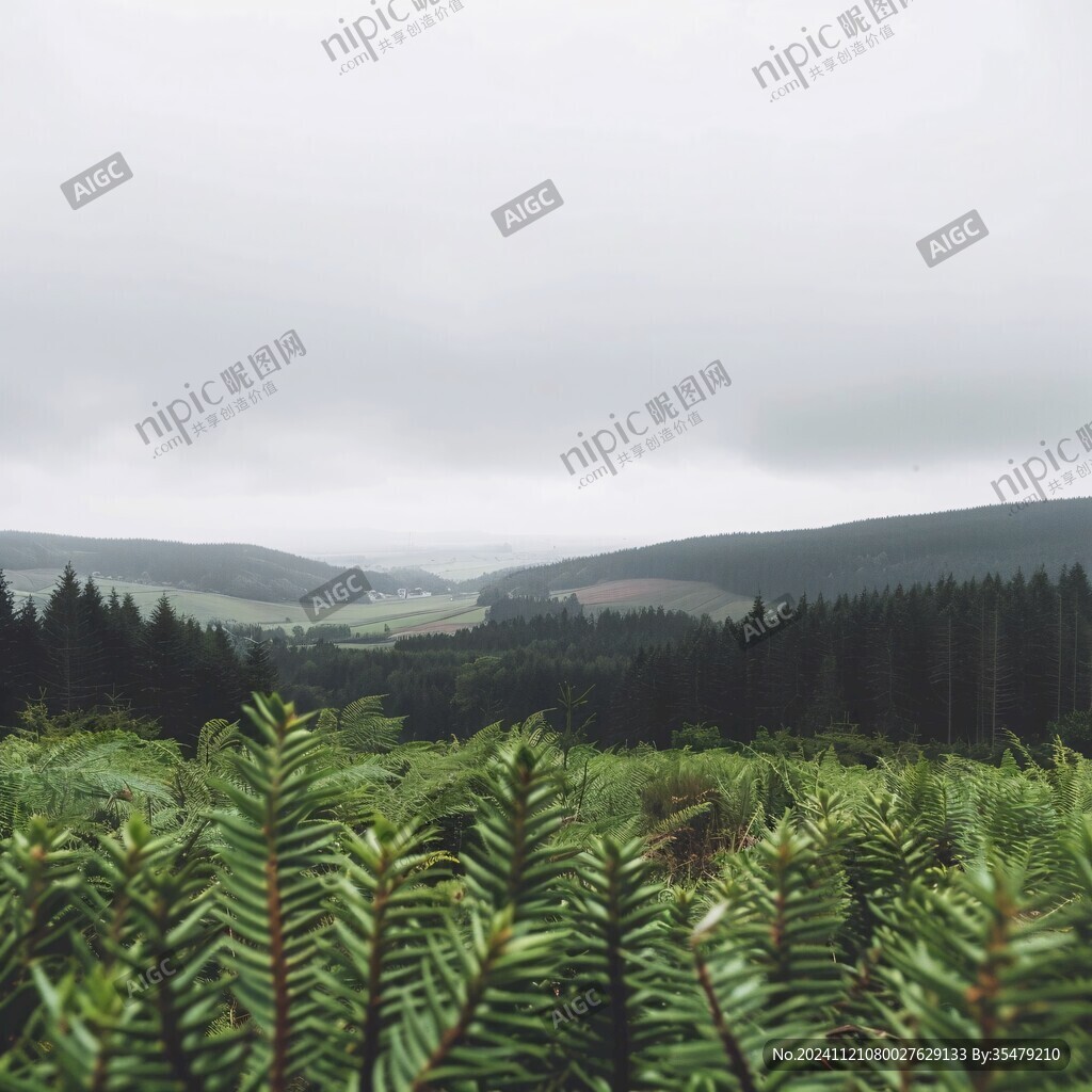 雨后云杉