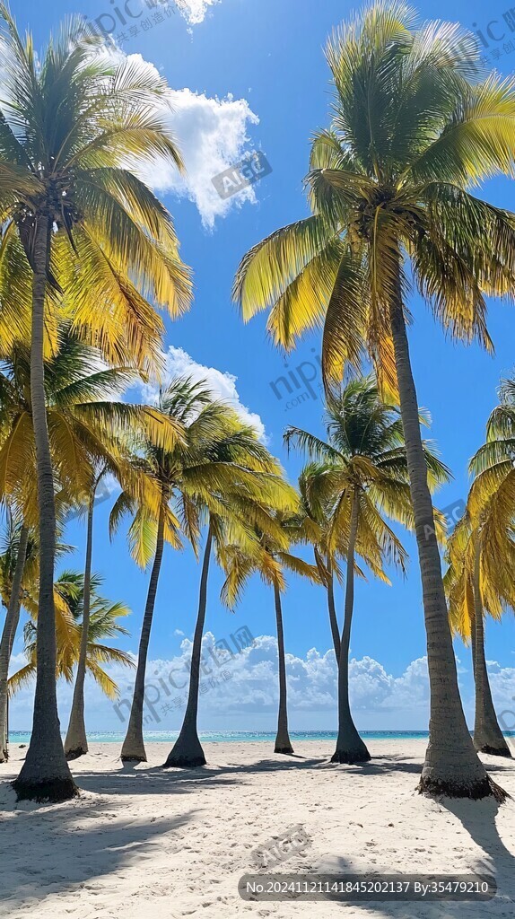 椰林海滨大海树木