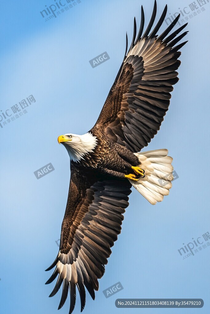 小蛇雕展翅飞翔
