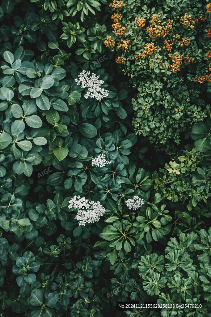 俯拍花丛草丛