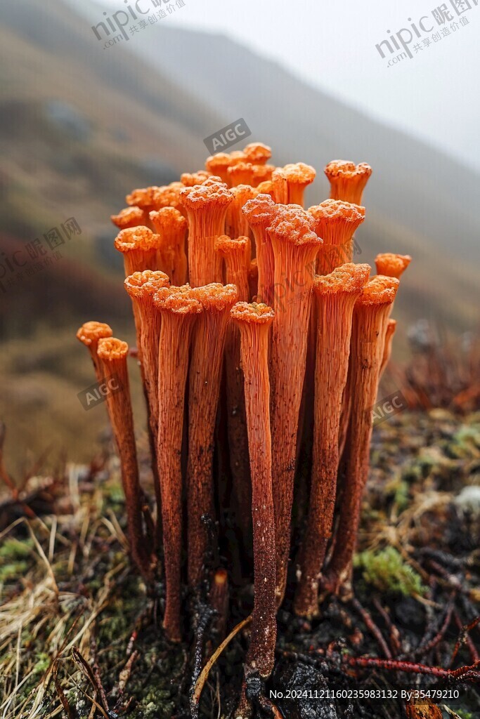 雪莲菌丝