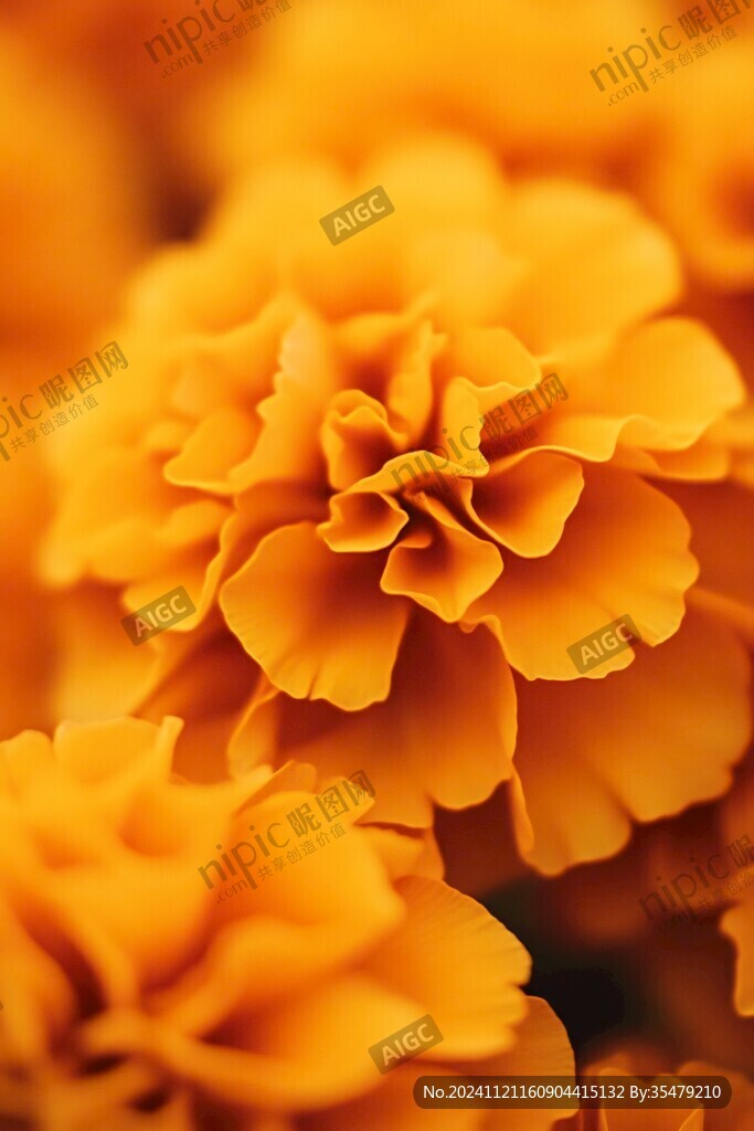 唯美万寿菊