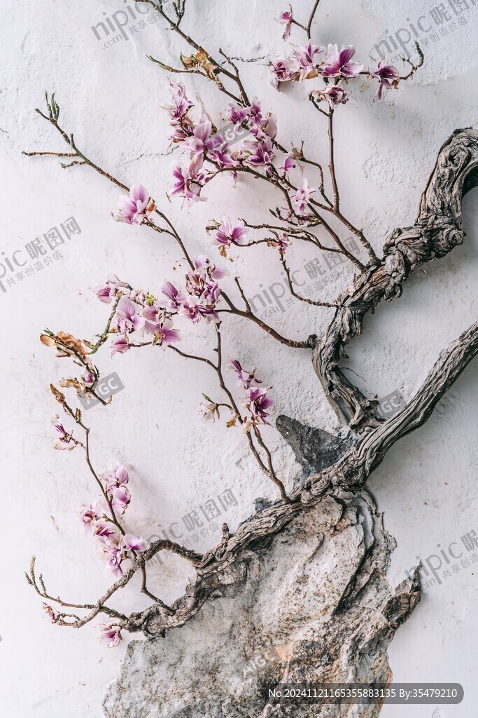 花枝出墙