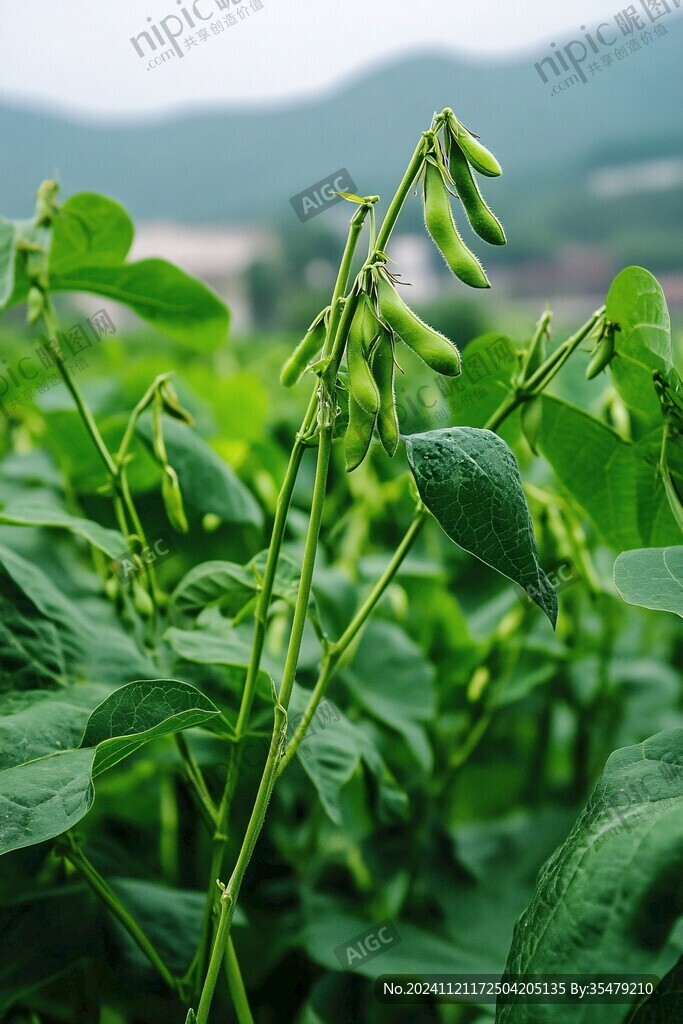 生长着的毛豆
