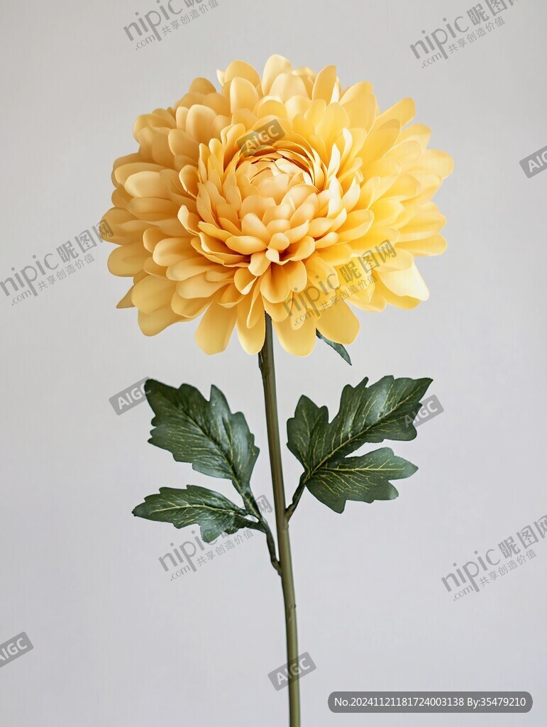 橙色大丽菊