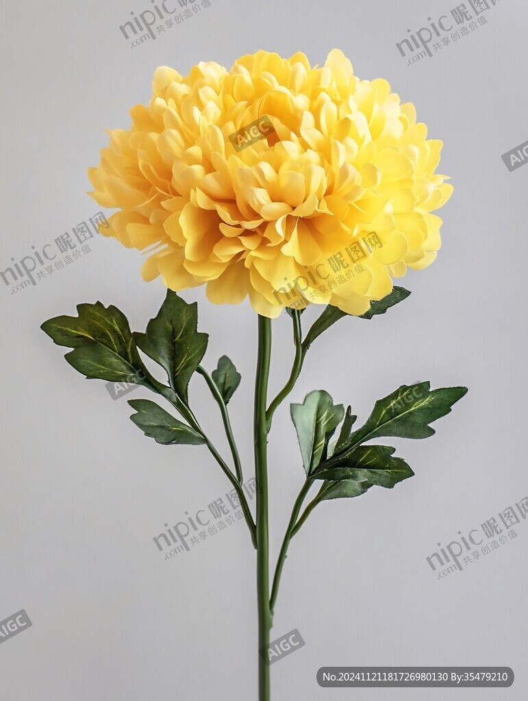 万寿菊黄色