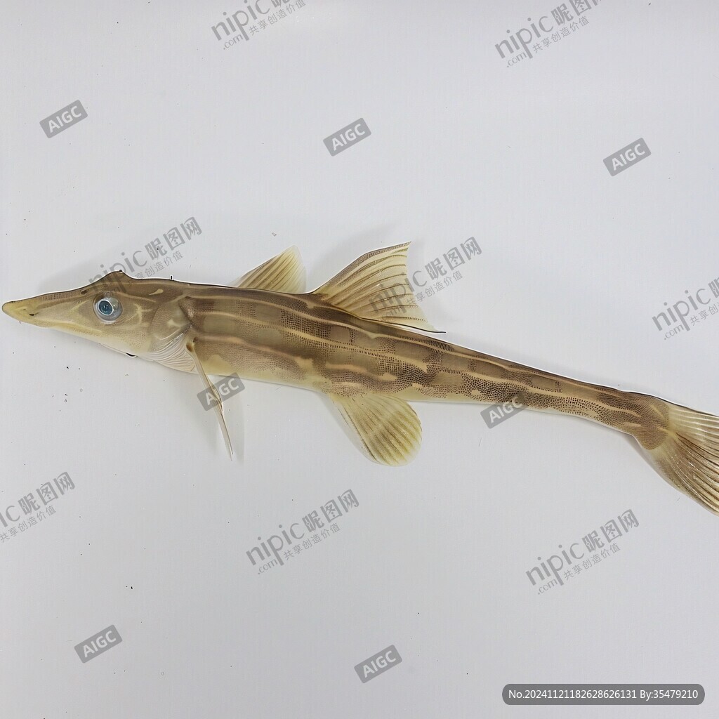 珍稀鱼类六棘鼻鱼标本