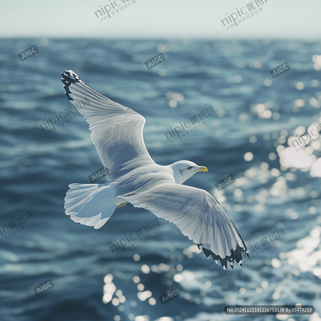 海鸥蔚蓝色的大海