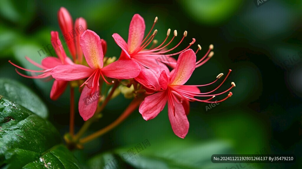 红花石蒜花朵特写