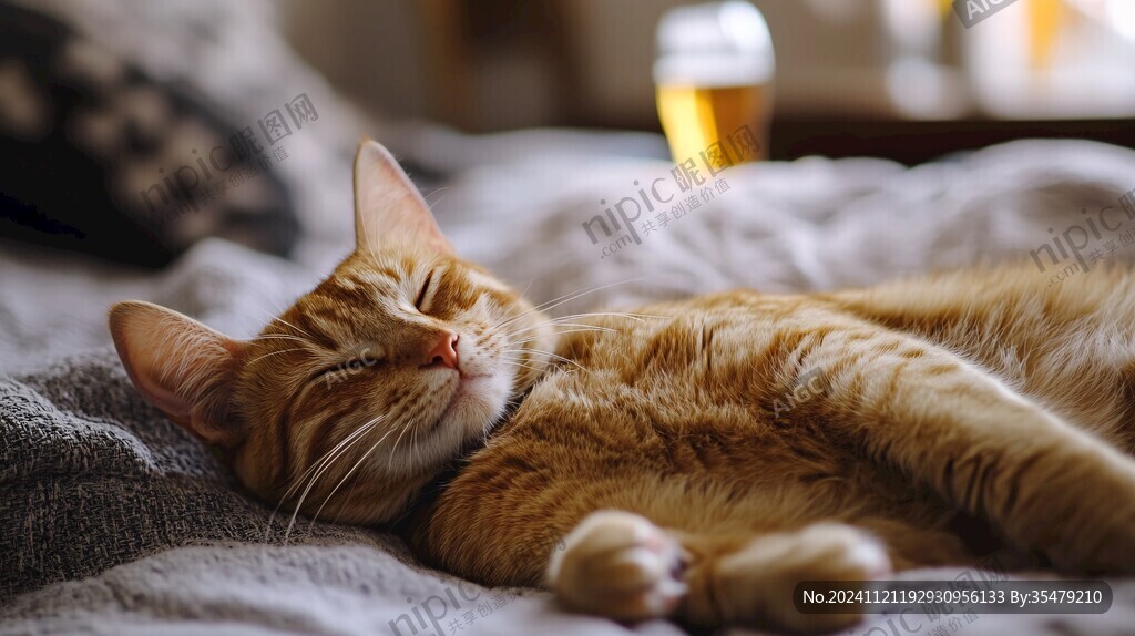 慵懒的橘猫