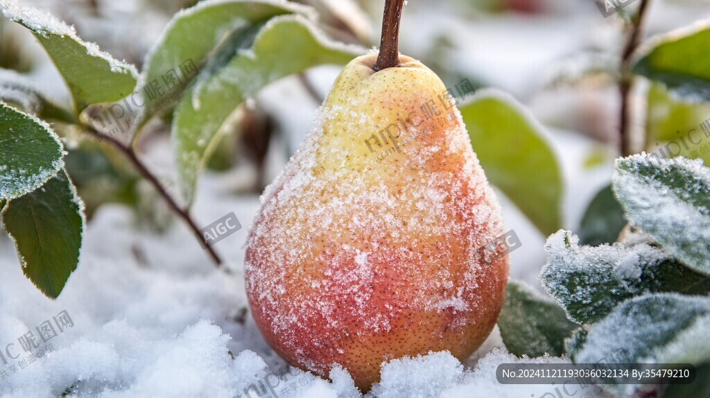 冬雪梨
