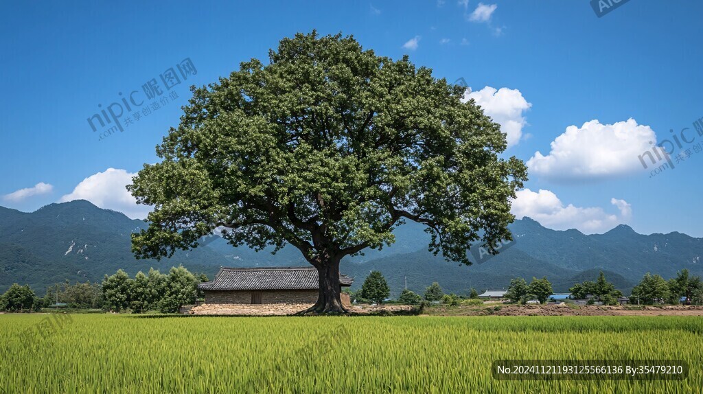 村头一颗树