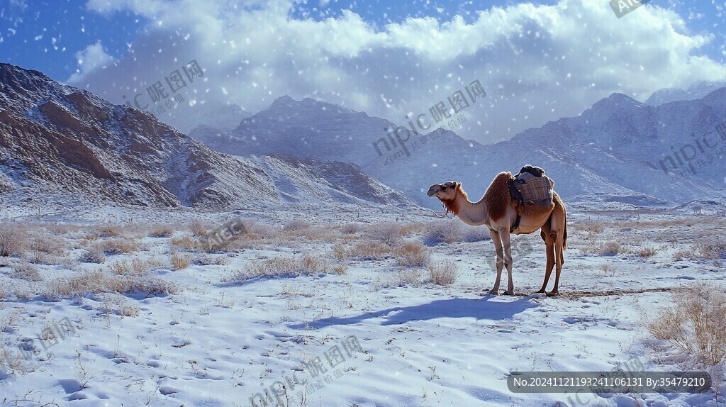 雪地行走骆驼