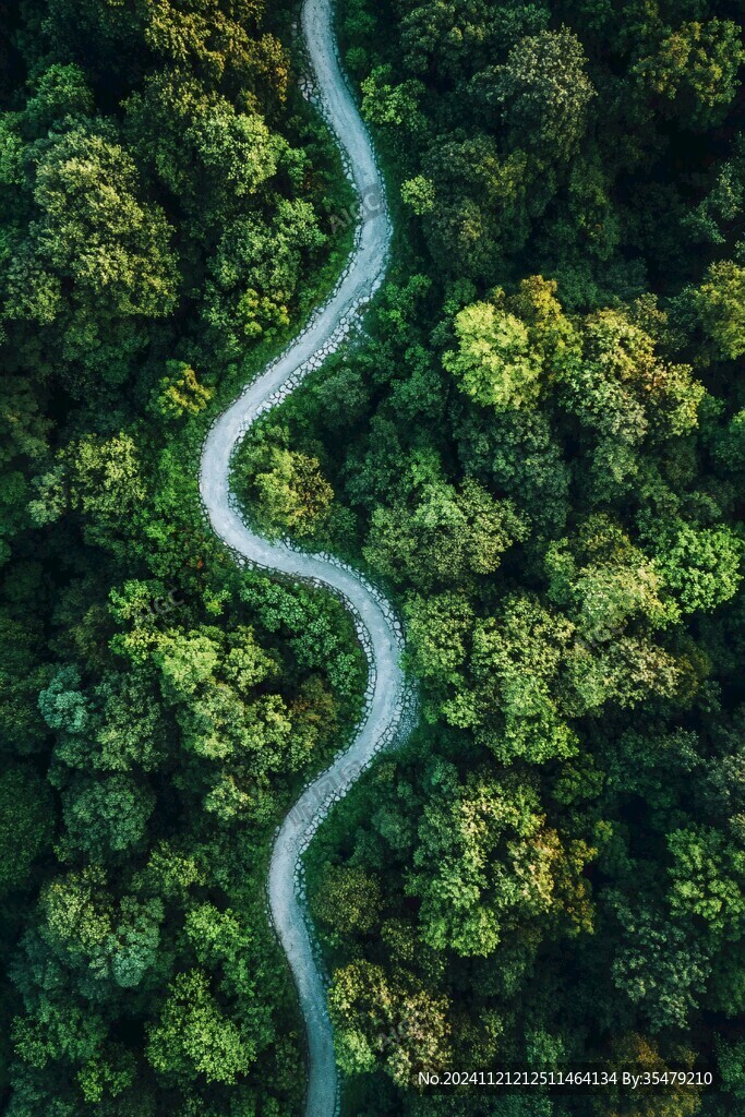 俯拍林中小路