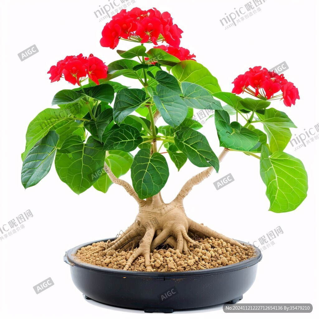 红色花朵发财树