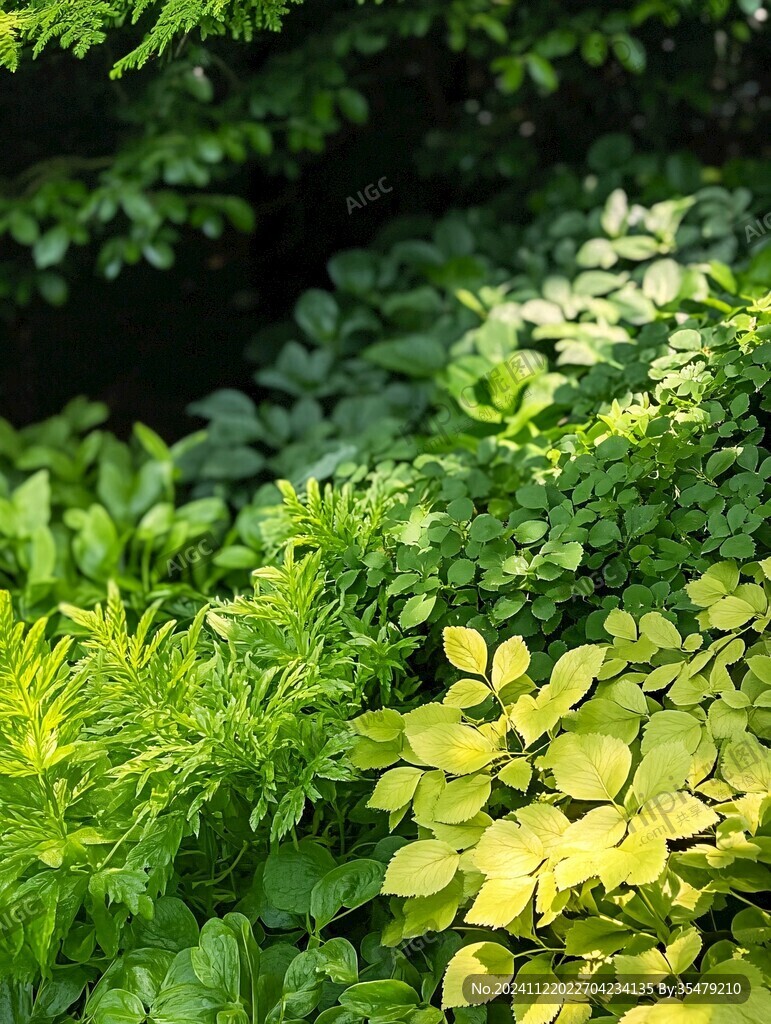 绿色植物背景实拍