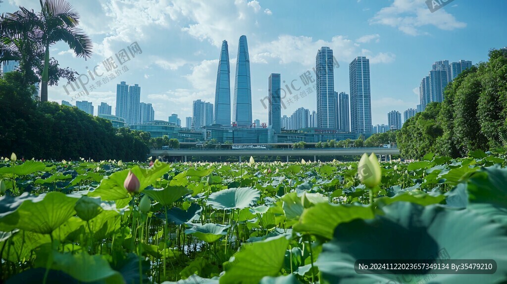 前海荷花