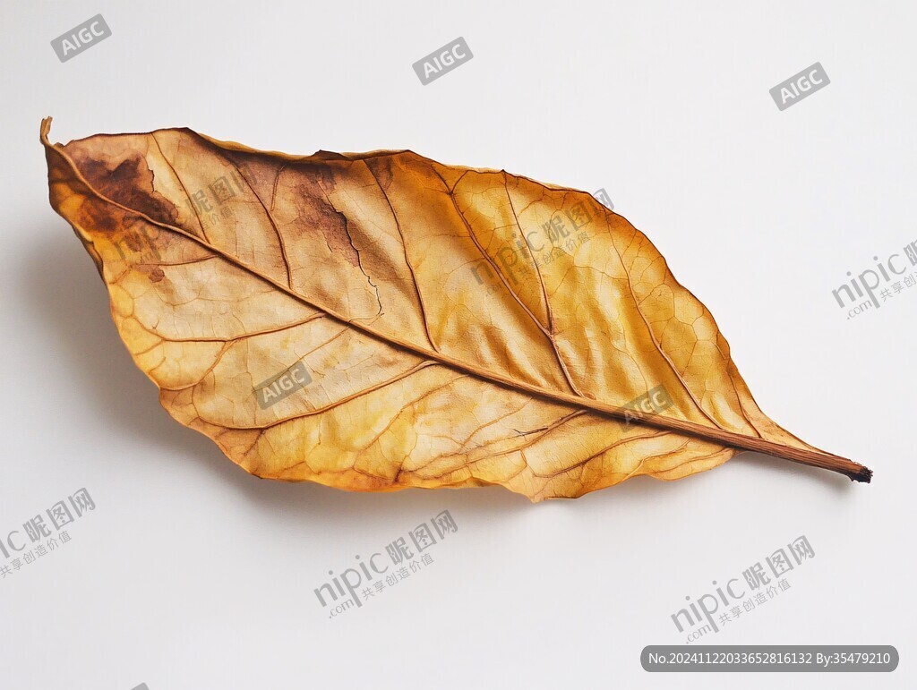 一片枯树叶