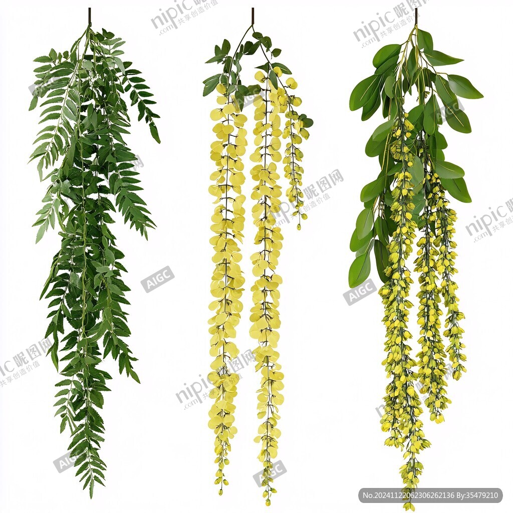 槐花素材下载