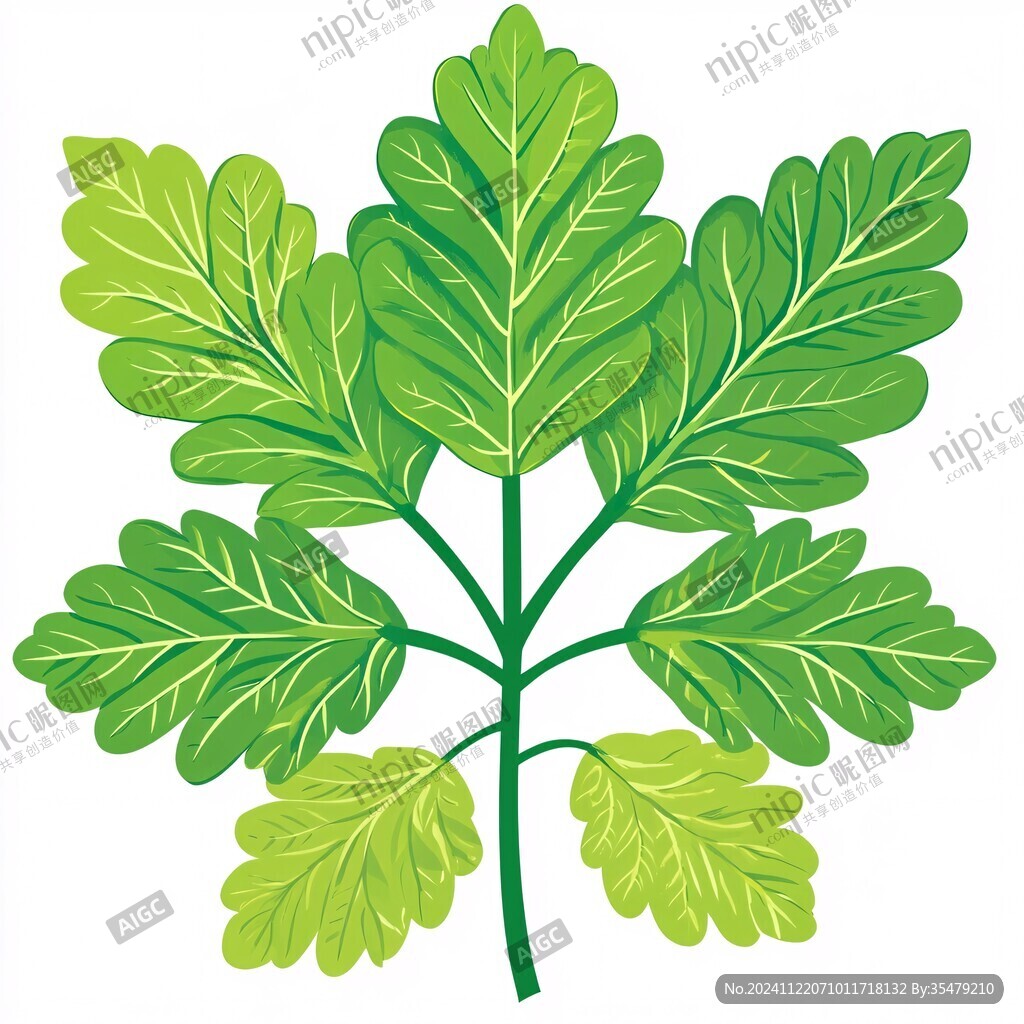 艾叶草药插画