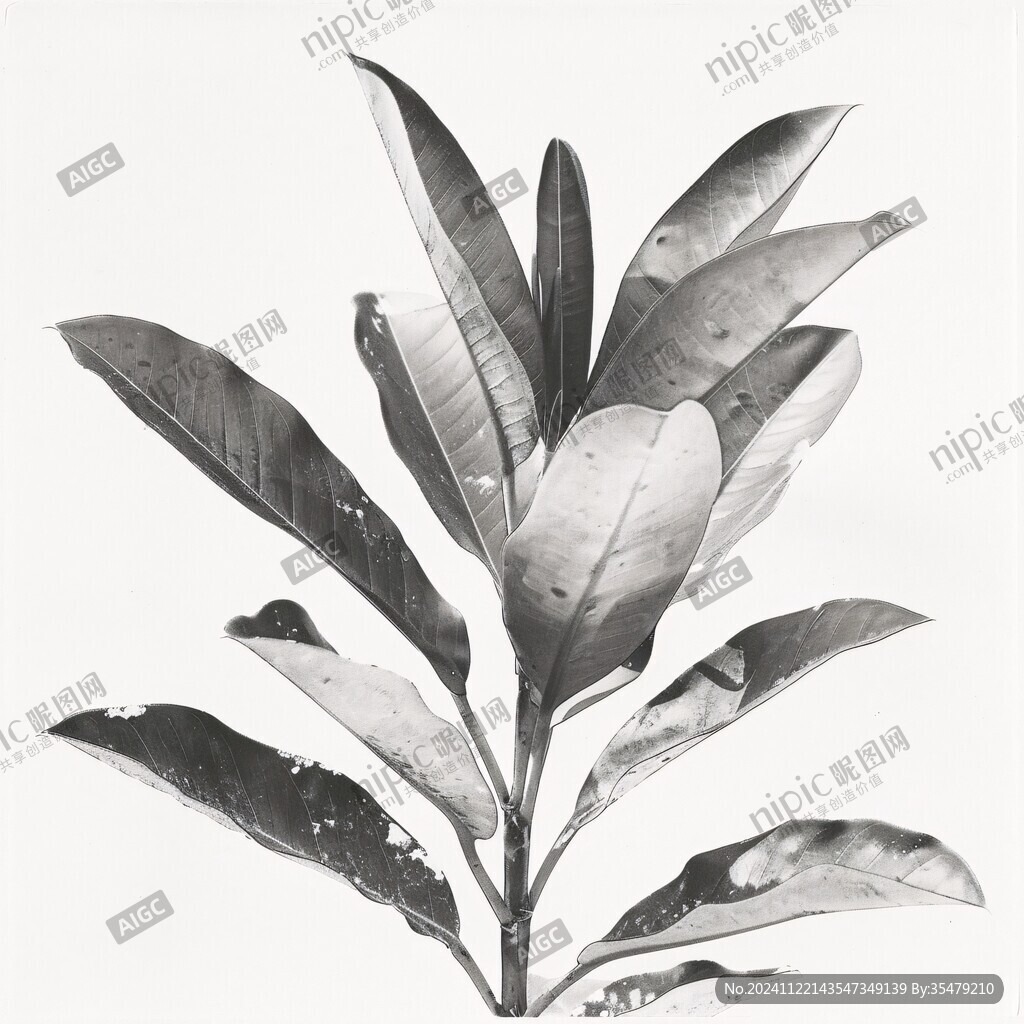 北欧风芭蕉叶