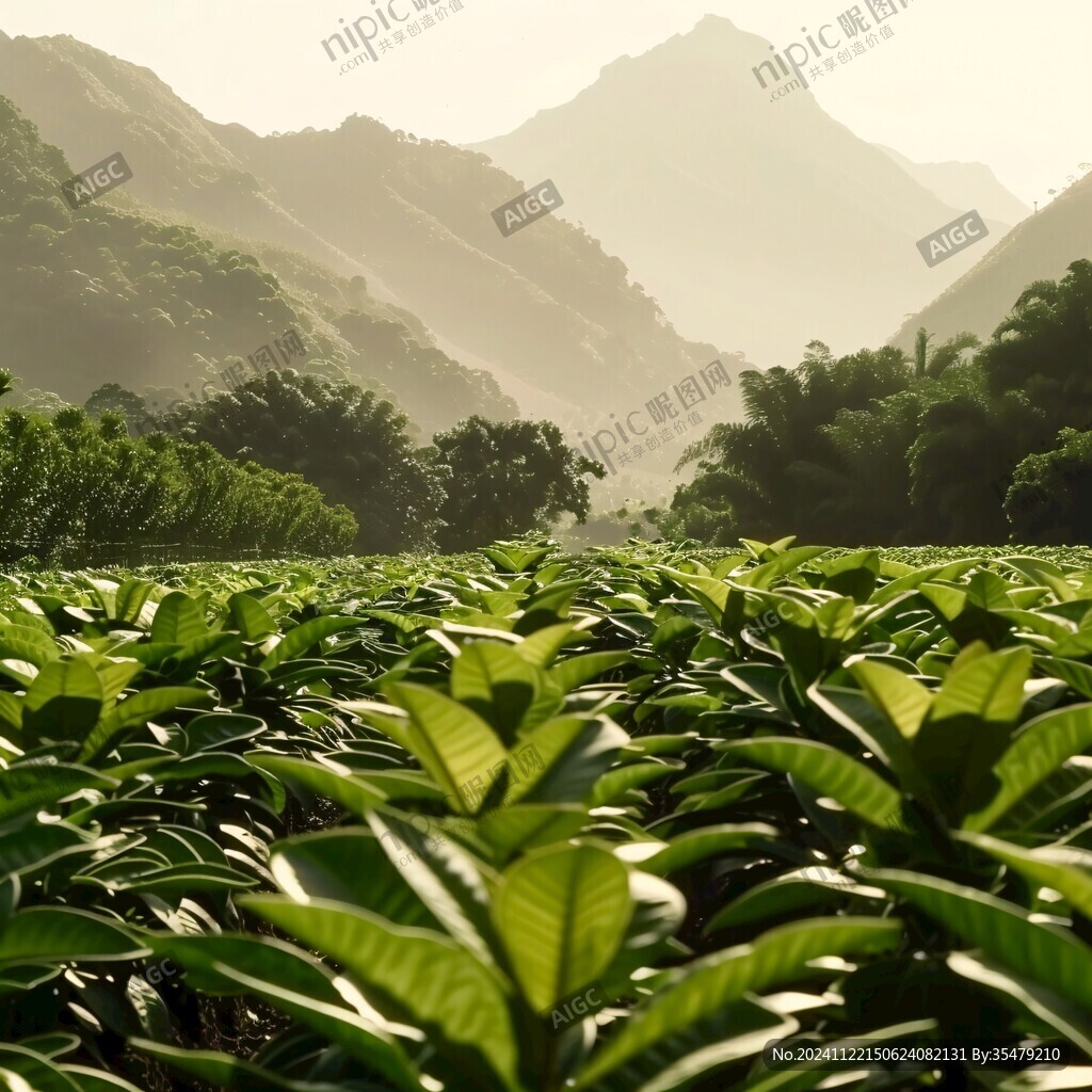 茶山早晨
