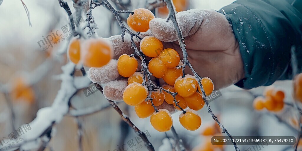 雪后野果