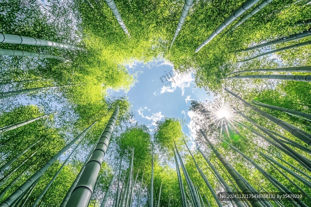仰望竹林素材