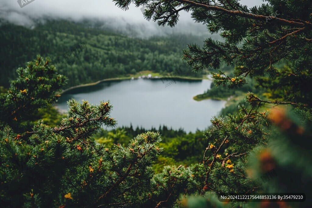 高山湖泊松树