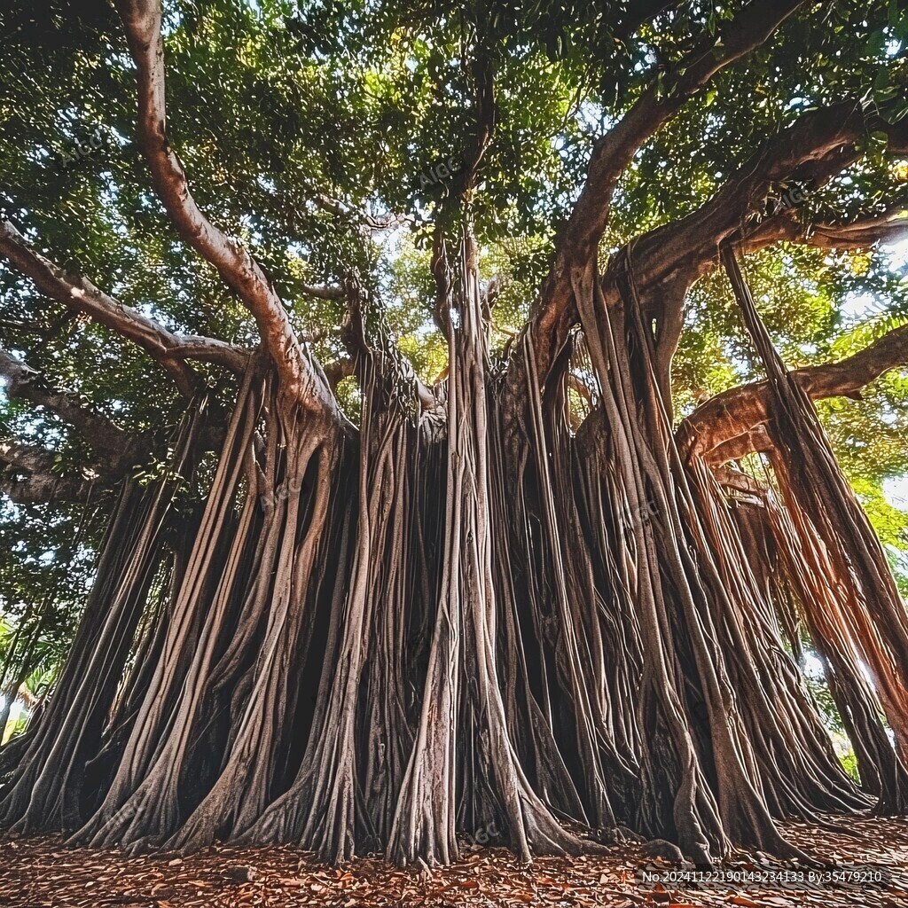 榕树王
