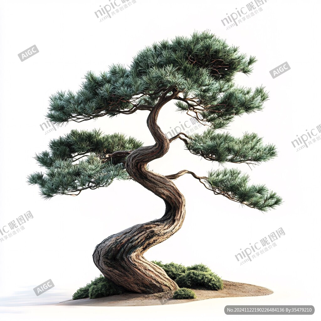 松树盆栽素材