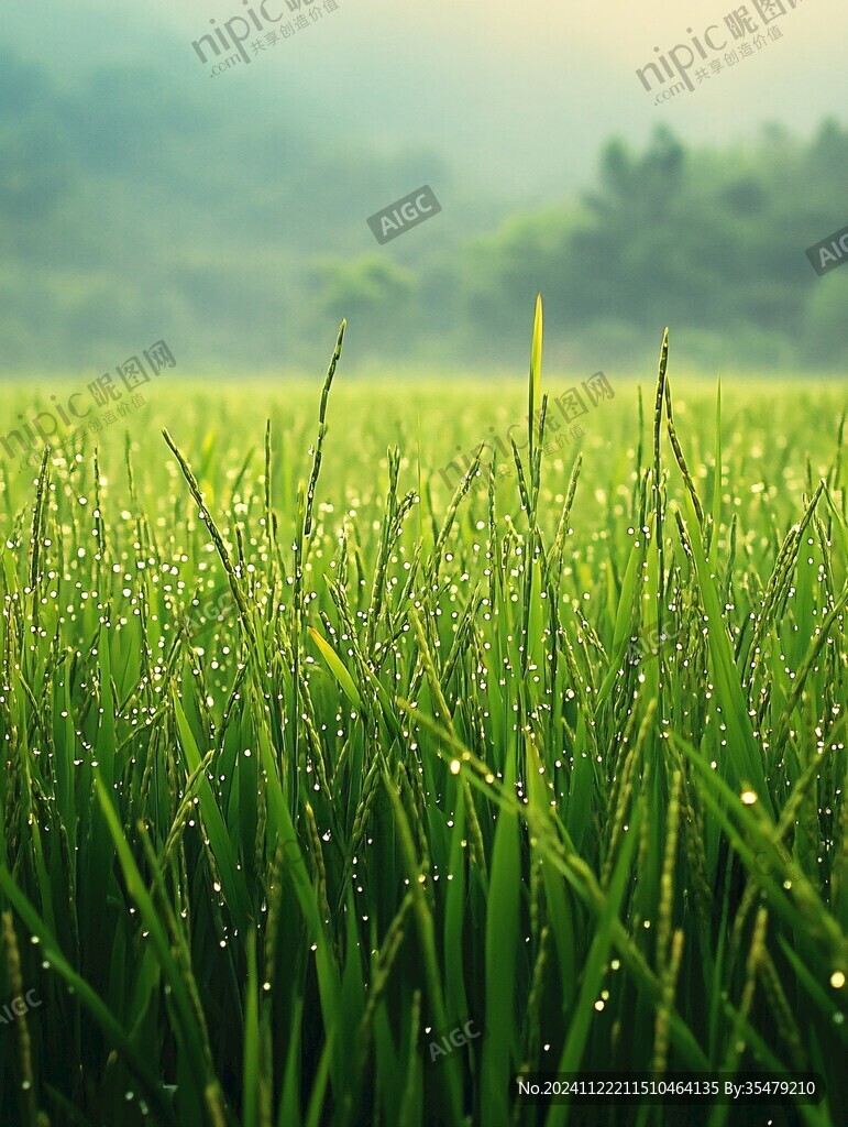 禾苗上的露珠