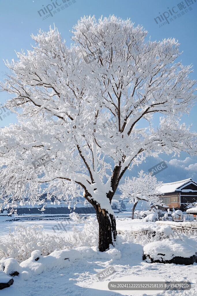 雪景古树