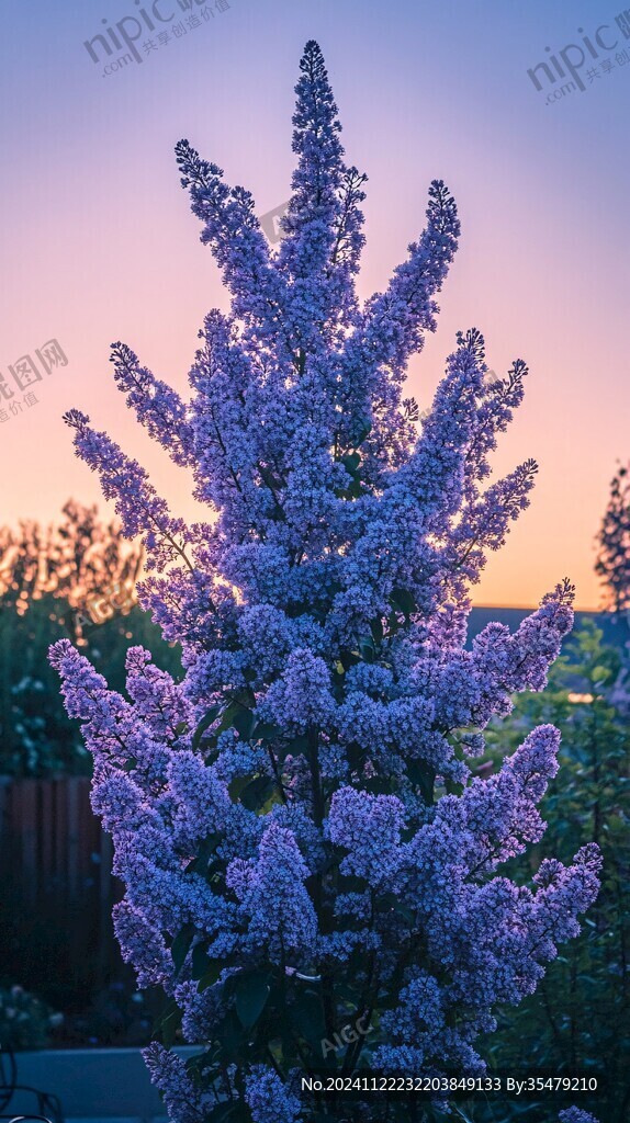 夜晚丁香