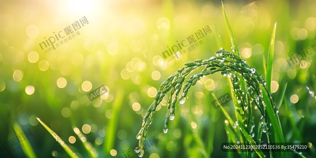 水珠稻穗