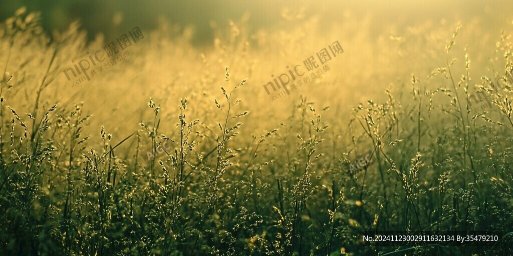 暖色光线下的草地