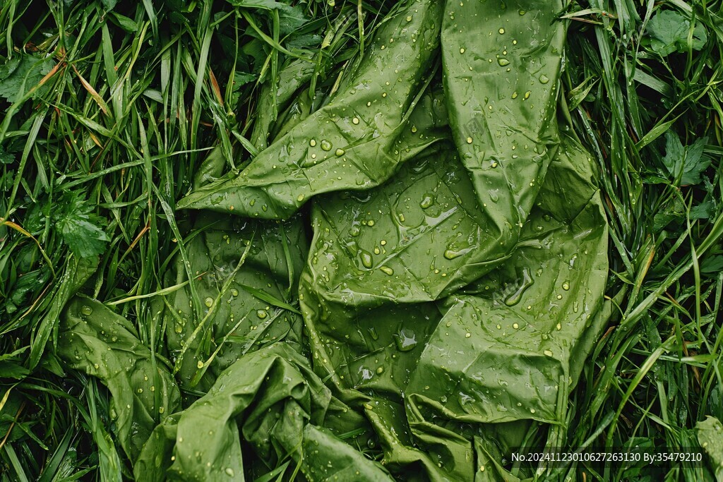 雨露菠菜
