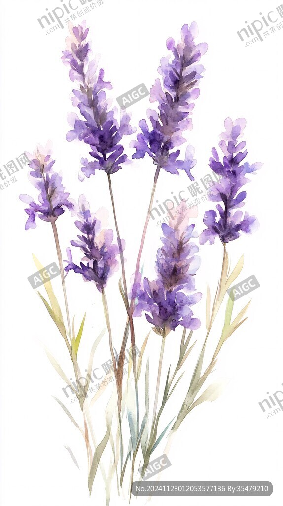 薰衣草插画