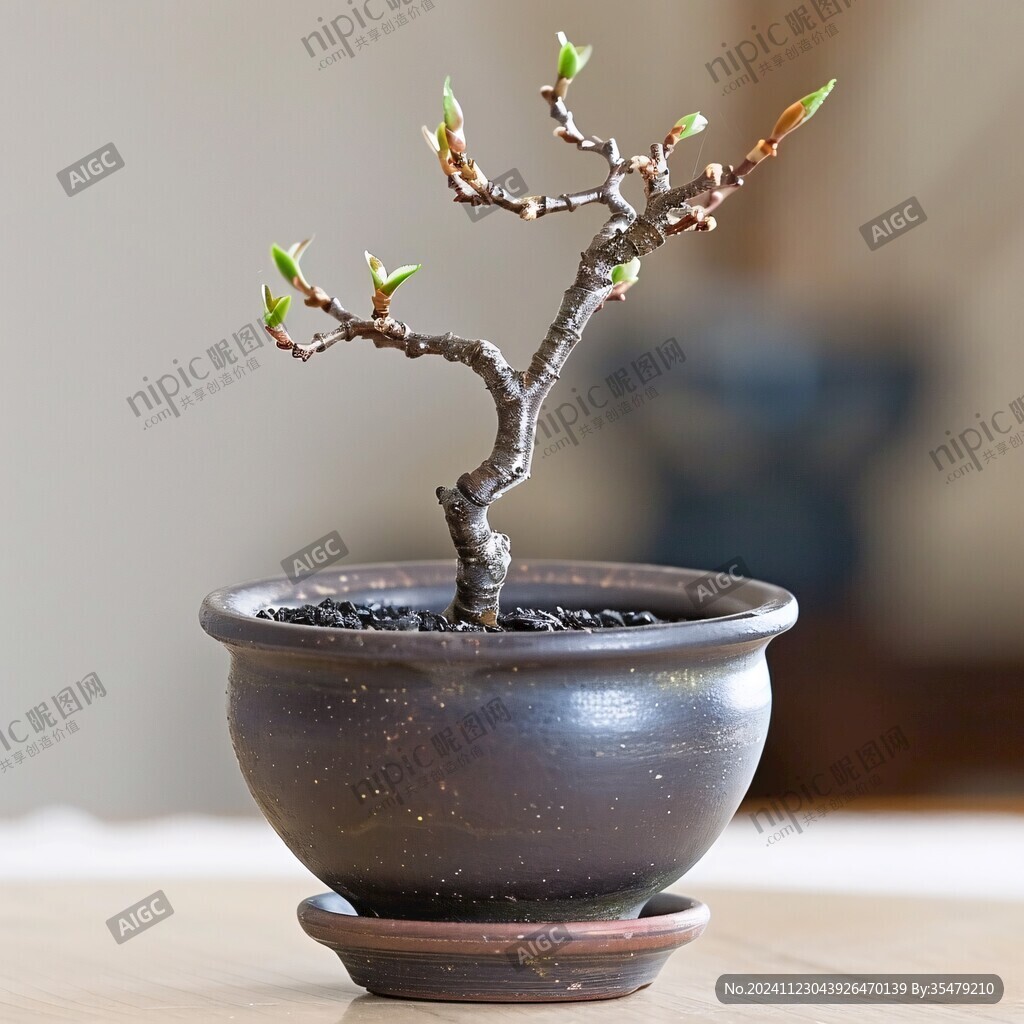 紫砂花盆盆栽