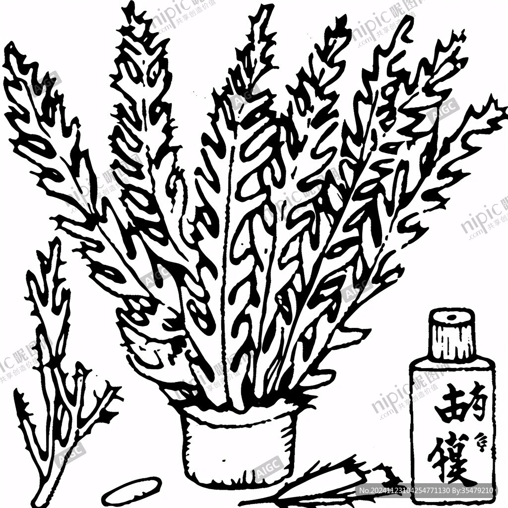 狐尾藻手绘