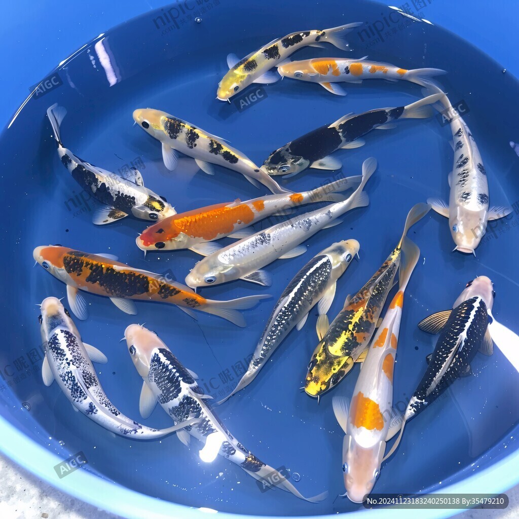 进口锦鲤