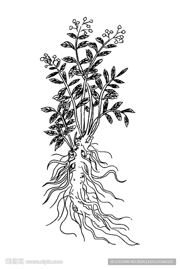 耀州黄芩