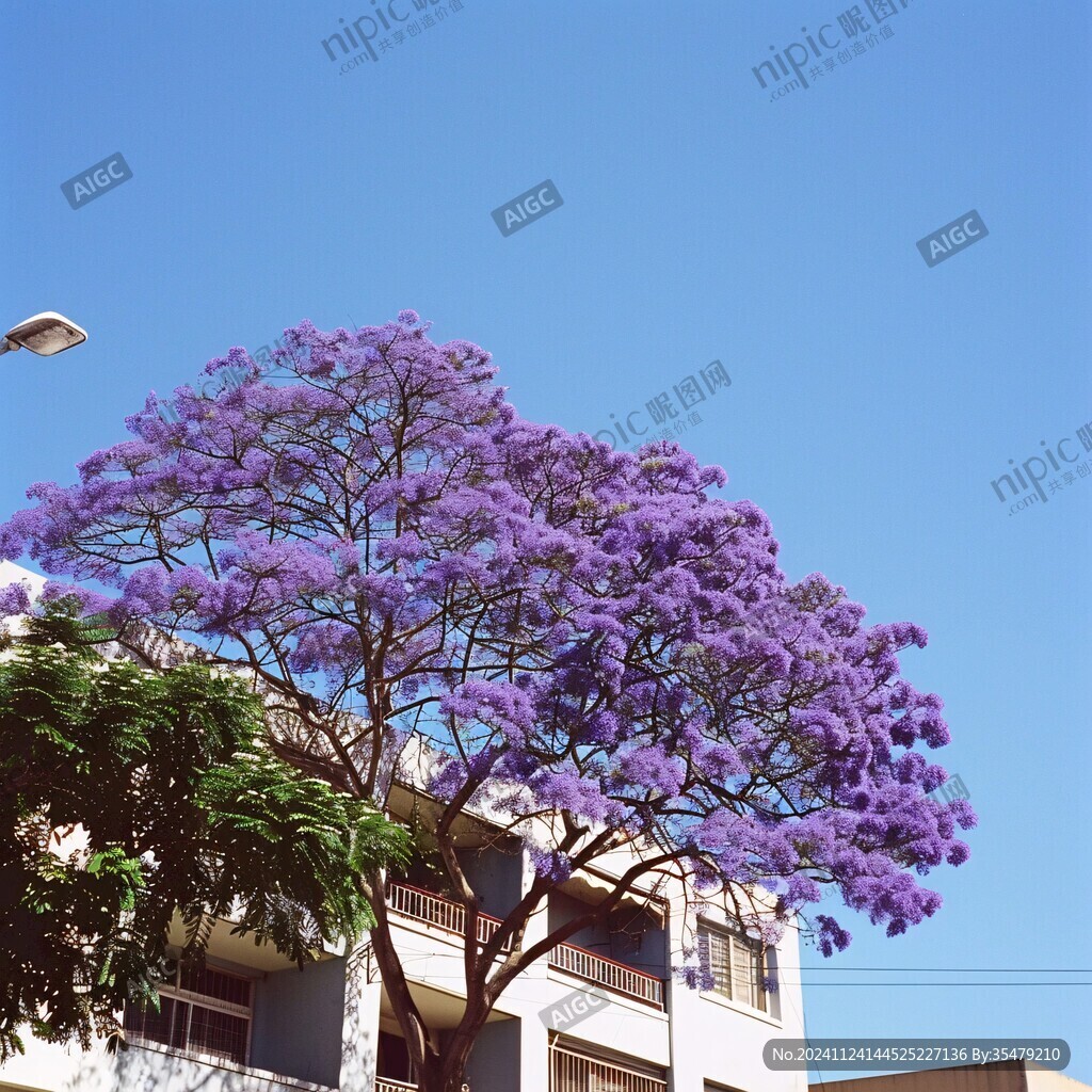 4月蓝花楹季