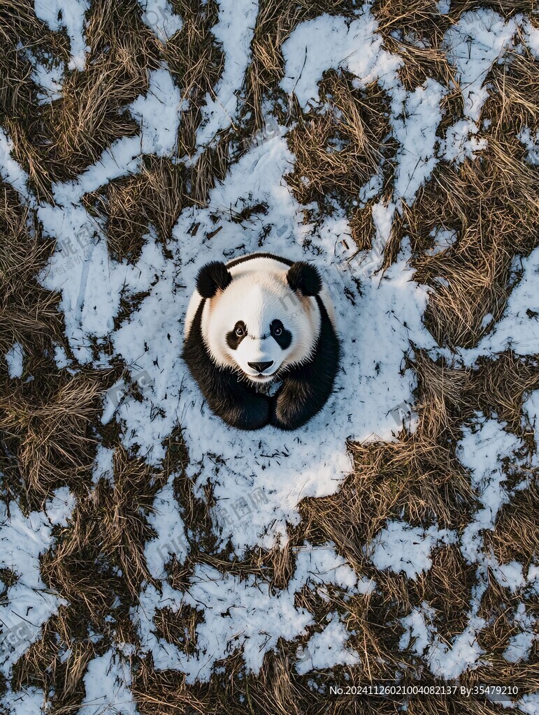 雪地大熊猫