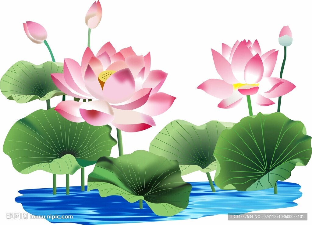 荷花