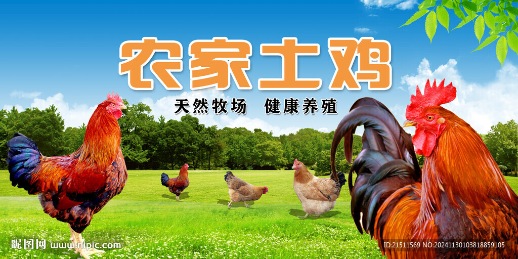 土鸡