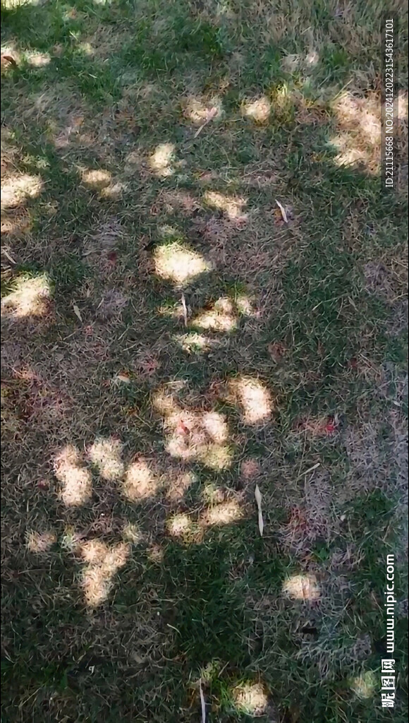 树影婆娑